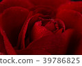 red rose in close up view 39786825