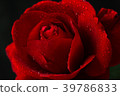 red rose in close up view 39786833