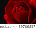 red rose in close up view 39786837