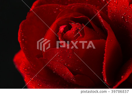 red rose in close up view red rose in close up view 39786837