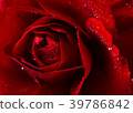 red rose in close up view 39786842