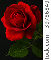 red rose in close up view 39786849