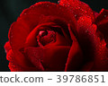 red rose in close up view 39786851
