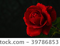 red rose in close up view 39786853