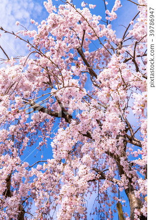 Bloomed cherry tree in full bloom 39786947