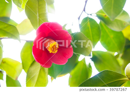 Camellia red flowers 39787267