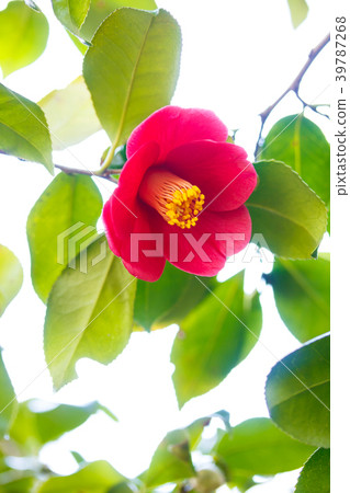 山茶花紅色的花朵 山茶花紅色的花朵 39787268