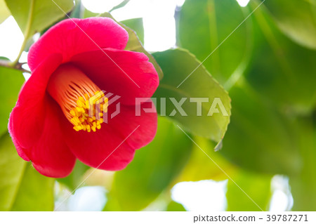 山茶花紅色的花朵 39787271