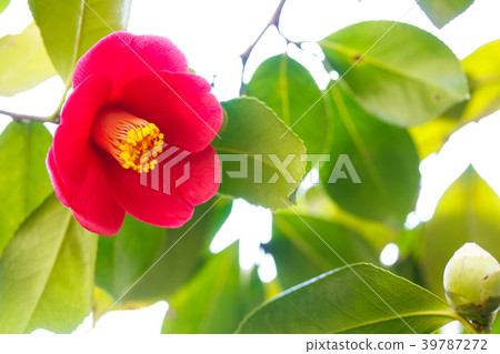 Camellia red flowers 39787272