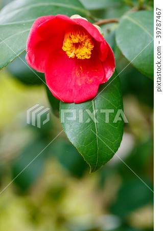 Rose flower Rose flower 39787467
