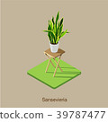 Sansevieria isometric 3D vector 39787477