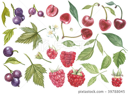 Set of hand drawn berries isolated on white 39788045