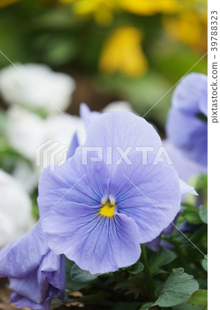 Pansy Pansy 39788323