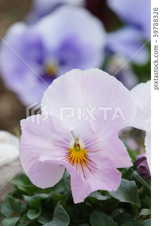 Pansy Pansy 39788326