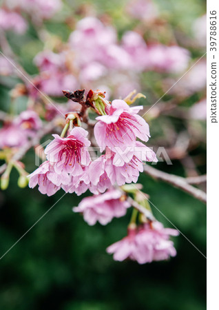 full bloom Sakura or cherry blossom branch full bloom Sakura or cherry blossom branch 39788616