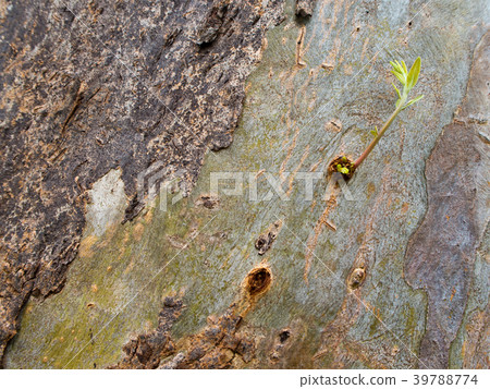 Shoots of eucalyptus branch on the trunk 39788774