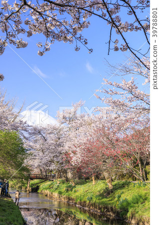 Oshino spring Fuji 39788801
