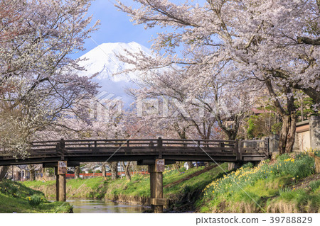 Oshino spring Fuji 39788829