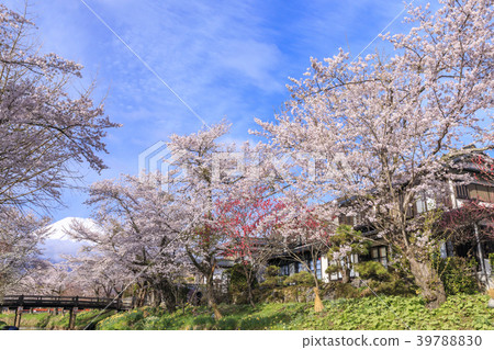 Oshino spring Fuji 39788830