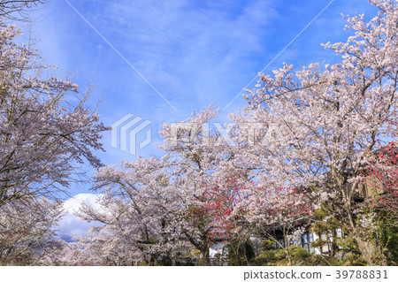 Oshino spring Fuji 39788831