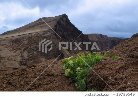 Blooming succulent flower in deserted place 39789549