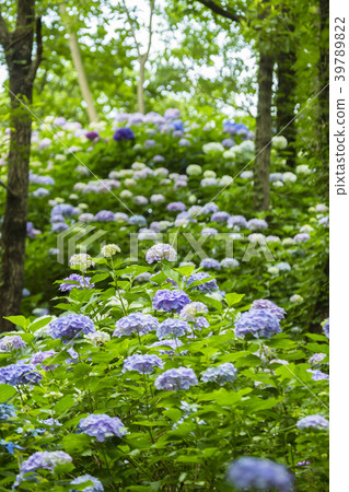 Hydrangea's forest 39789822