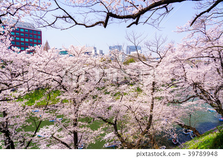 (Tokyo) People who enjoy cherry blossom boat in full bloom at Chidorigafuchi (Tokyo) People who enjoy cherry blossom boat in full bloom at Chidorigafuchi 39789948