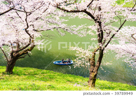 (Tokyo) People who enjoy cherry blossom boat in full bloom at Chidorigafuchi (Tokyo) People who enjoy cherry blossom boat in full bloom at Chidorigafuchi 39789949