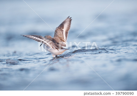 Sandpiper flapping on the beach in winter (Hokkaido, Notsuke) Sandpiper flapping on the beach in winter (Hokkaido, Notsuke) 39790090