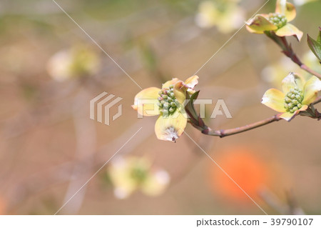 山茱萸花 山茱萸花 39790107