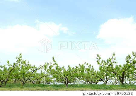 Blue sky and fresh green vineyard Blue sky and fresh green vineyard 39790128