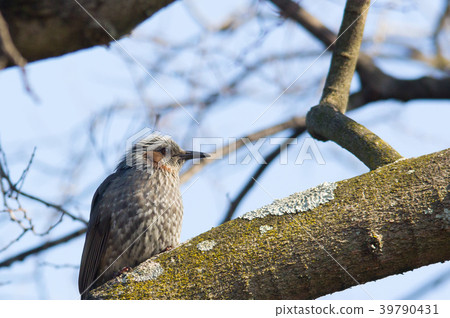 Brown fish with a morning sun 39790431