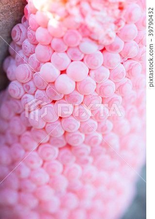 Eggs snail 39790432