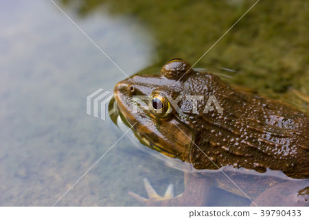 Frog in pond 39790433