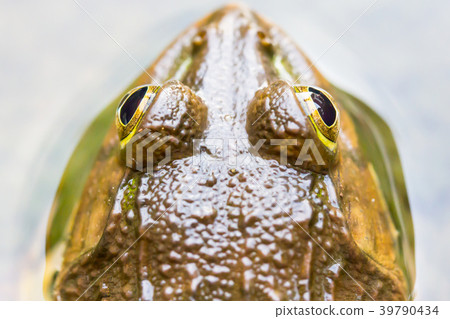 Frog in pond Frog in pond 39790434