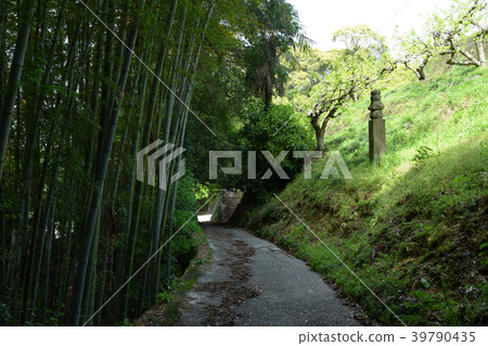 新鮮的綠色高野山路 39790435