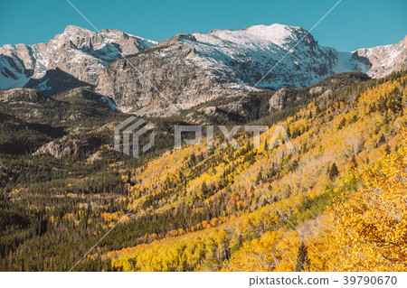 Aspen grove at autumn in Rocky Mountains 39790670