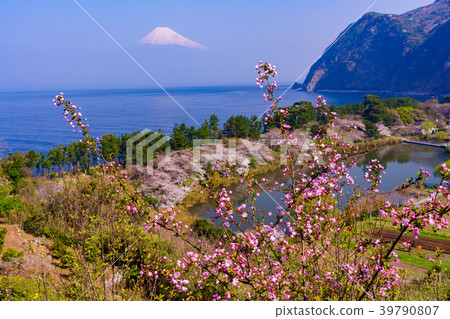"Shizuoka Prefecture" Nishiizu Ida, the blooming flower of the sea, Mt. Fuji over the sea 39790807