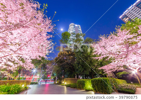 高層建築和櫻花 高層建築和櫻花 39790875
