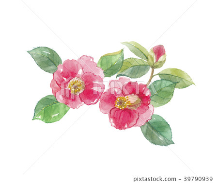 Camellia 39790939