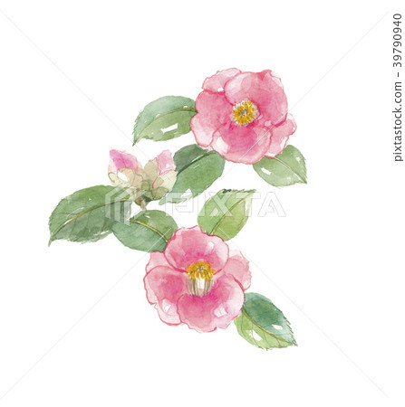 Camellia Camellia 39790940