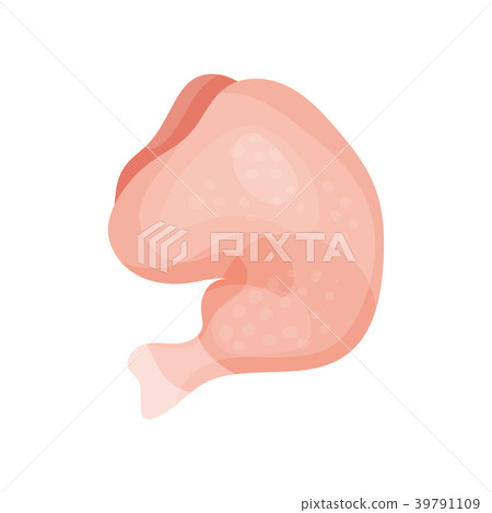 Fresh chicken leg, cutting of raw poultry vector 39791109