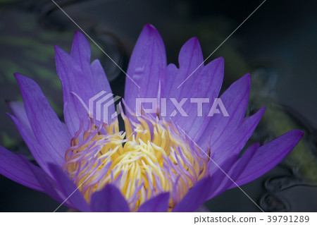 Water lily close up Water lily close up 39791289