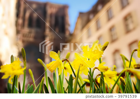 iris with Cathedral Notre Dame of Strasbourg 39791539