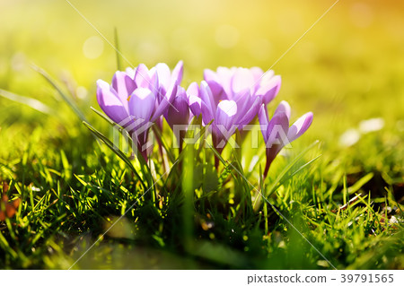 Wonderful blooming crocus flowers Wonderful blooming crocus flowers 39791565