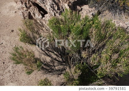 火山區植物 火山區植物 39791581