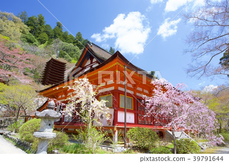 奈良縣櫻井市南山神社的神社和十座三塔和櫻花 39791644