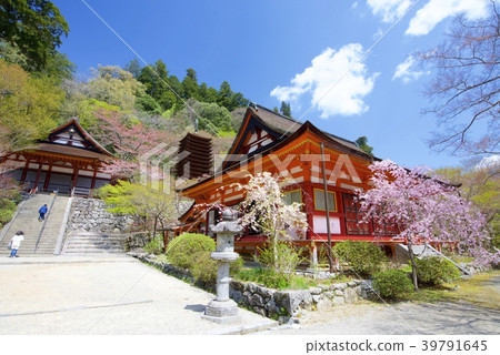 The ceremonial hall, the shrine hall, the ten triple towers and the cherry blossoms of the Nanzan Shrine in Sakurai City, Nara Prefecture The ceremonial hall, the shrine hall, the ten triple towers and the cherry blossoms of the Nanzan Shrine in Sakurai City, Nara Prefecture 39791645