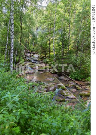 Belokurikha mountain river near terrenkur health 39791843