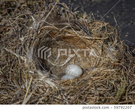 Wild bird nest with two eggs Wild bird nest with two eggs 39792207